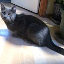 Thumbnail photo of Pepper #2