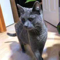 Thumbnail photo of Pepper #3
