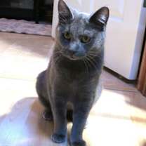 Thumbnail photo of Pepper #4