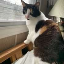 Thumbnail photo of Lumi #2