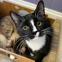 Thumbnail photo of Tiger + [Pepino] #3