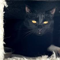 Thumbnail photo of Blossom #3