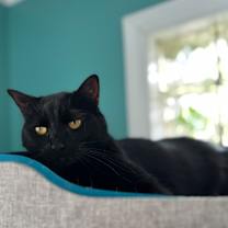 Thumbnail photo of Blossom #4