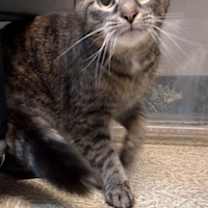 Thumbnail photo of Dakota #1