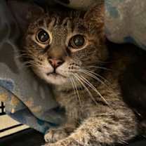 Thumbnail photo of Dakota #3