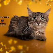 Thumbnail photo of LUCY CHEN #2