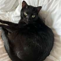 Thumbnail photo of Licorice and Star #2