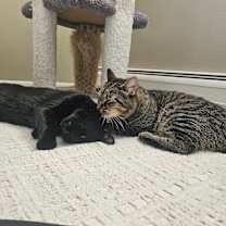 Thumbnail photo of Walter and wasabi (bonded brothers) #3