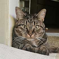 Thumbnail photo of Walter and wasabi (bonded brothers) #4
