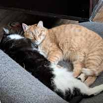 Thumbnail photo of Mac #1