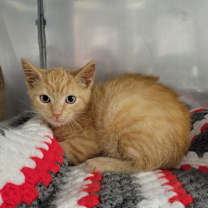 Thumbnail photo of Charlie #3