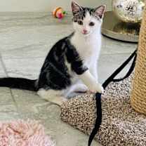 Thumbnail photo of Chloe Darla #3