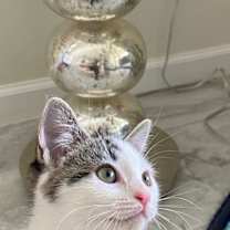 Thumbnail photo of Chloe Darla #4