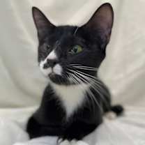 Thumbnail photo of Olive #3