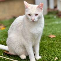 Thumbnail photo of Ghost #1