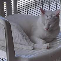 Thumbnail photo of Ghost #2