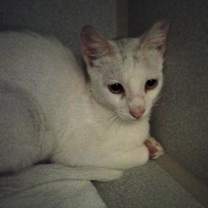 Thumbnail photo of Ghost #3