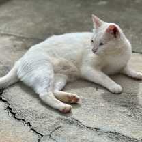 Thumbnail photo of Ghost #4