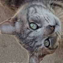 Thumbnail photo of Swirly #3