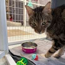 Thumbnail photo of Hal #1