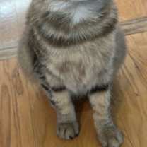 Thumbnail photo of Blossom #1