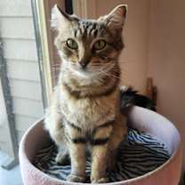 Thumbnail photo of Blossom #2