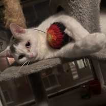 Thumbnail photo of Chloe #3