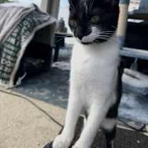 Thumbnail photo of Mona Lisa #3