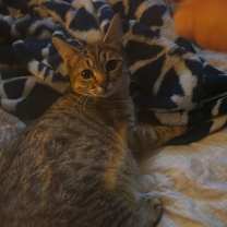 Thumbnail photo of Jamila OBCR-1008 #1