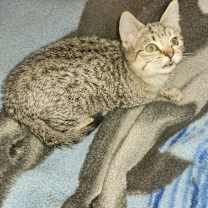 Thumbnail photo of Jamila OBCR-1008 #2