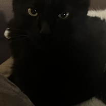 Thumbnail photo of Athena #1