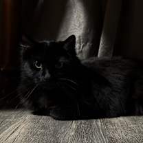 Thumbnail photo of Athena #2