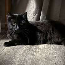 Thumbnail photo of Athena #3