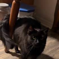 Thumbnail photo of Athena #4