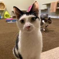 Thumbnail photo of Cherub (Cher) #1