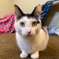 Thumbnail photo of Cherub (Cher) #3