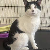 Thumbnail photo of Gilbert All #1