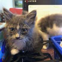 Thumbnail photo of Sofie (& Munchkin) #3