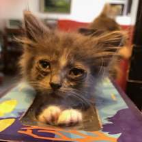 Thumbnail photo of Munchkin (& Sofie) #3