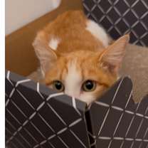 Thumbnail photo of Juice Box #4