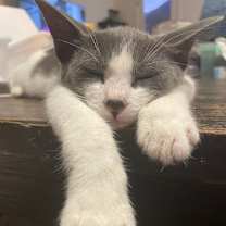 Thumbnail photo of Raphael #1