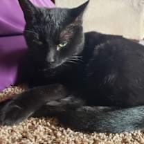 Thumbnail photo of Phoenix #2