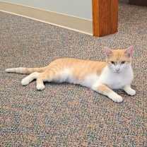 Thumbnail photo of Wren #3