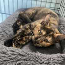 Thumbnail photo of Nutmeg #2