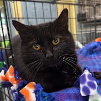 Thumbnail photo of Khalani #1