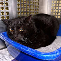 Thumbnail photo of Khalani #2