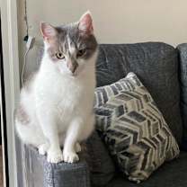 Thumbnail photo of Vivian Viola #2