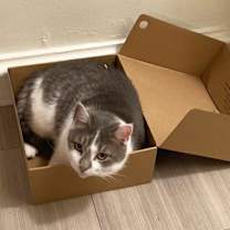 Thumbnail photo of Vivian Viola #4