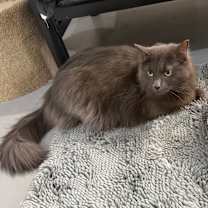 Thumbnail photo of Chanel  #1