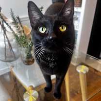 Thumbnail photo of Belene #1